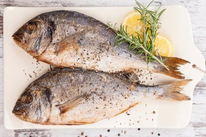 Fish recipes for kids